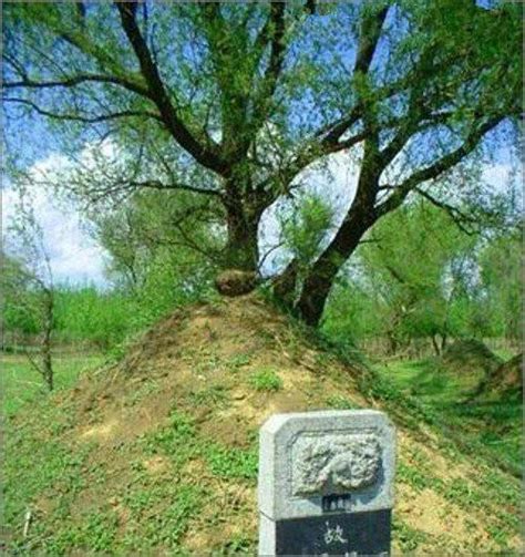 祖先墳墓 風水 板栗樹